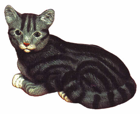 #1729 Large Cat - Shorthair  8 1-2