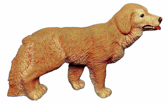 #2420 Large Dog - Golden Retriever  8