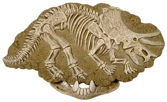 #3251 Triceratops Fossil Rock  11