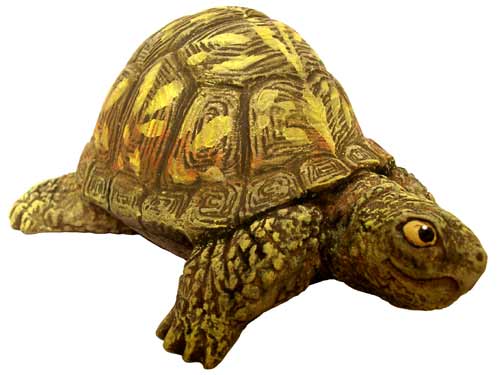 #3258 Box Turtle (Small), Head Out  3 3-4