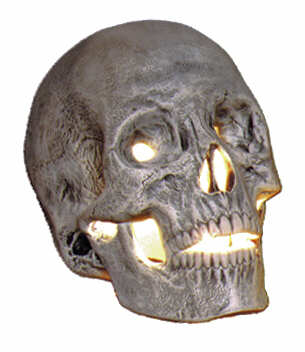 #750 Skull - Large  6
