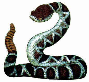 #2171 Rattlesnake  6